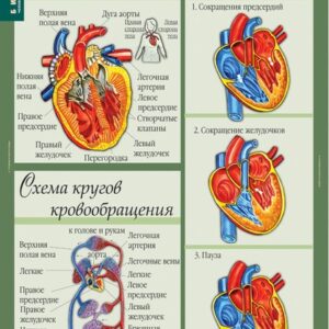 Комплект таблиц "Биологи 8-9 класс. Человек"