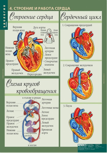 Комплект таблиц "Биологи 8-9 класс. Человек"