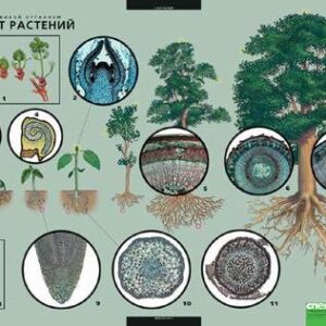 Комплект таблиц"Растение - живой организм"