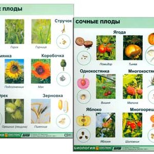 Коллекции "Семена и плоды"