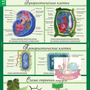 Комплект таблиц "Биология 10-11 класс. Цитология. Генетика селекция"