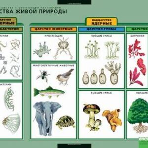 Комплект таблиц "Общее знакоство с цветковыми растениями"