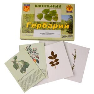 Натуральные объекты. Гербарии