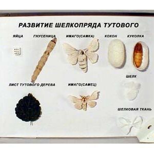 Модели-аппликации по зоологии